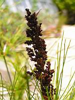 Elegia Capensis (fam. Restionacees) (Afr du sud)(03) (Photo F. Mrugala)